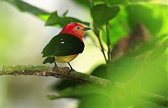 Band-tailed Manakin